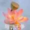 貓的樹(shù)的頭像