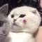 猜猜，你是誰的頭像