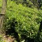 孤獨(dú)者的頭像