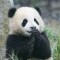 胖大海先生的頭像